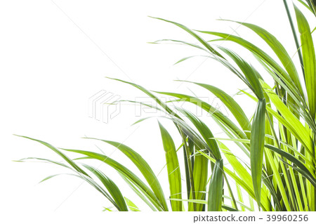 Yallow palm leaves on white background 39960256