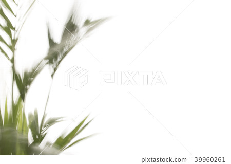 Yallow palm leaves on white background 39960261