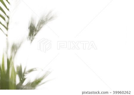 Yallow palm leaves on white background 39960262