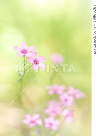 酢漿articulata 39960263