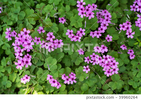 酢漿articulata 39960264