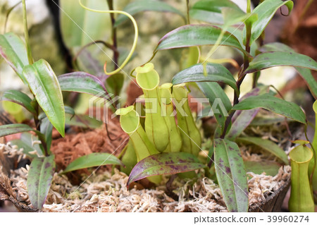 Insectivorous plants Uruborukazura 39960274