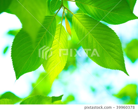 櫻花盛開 39960378