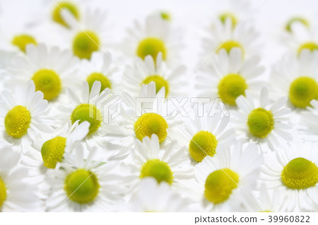 Chamomile 39960822