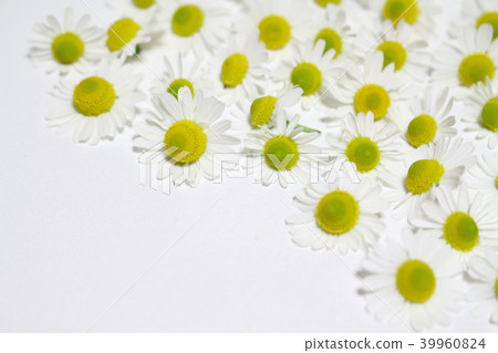 Chamomile 39960824
