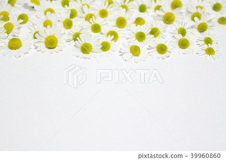 Chamomile 39960860