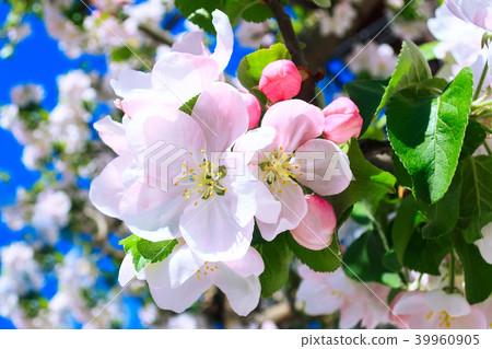 Apple branch blossom, close-up macro Apple branch blossom, close-up macro 39960905