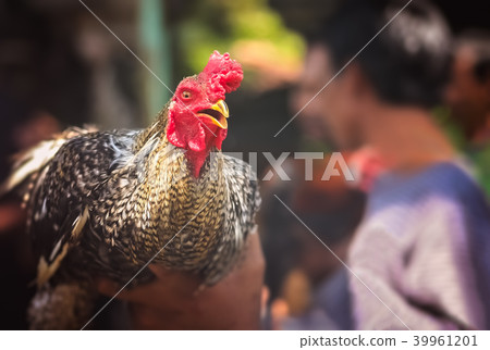 Rooster ready to fight in cockfights Rooster ready to fight in cockfights 39961201