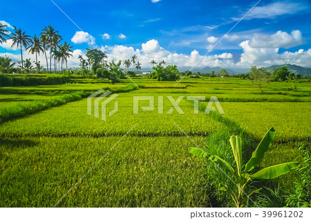 Dense tropical landscape of Bali Dense tropical landscape of Bali 39961202