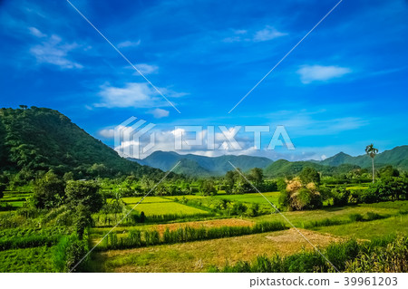 Dense tropical landscape of Bali Dense tropical landscape of Bali 39961203