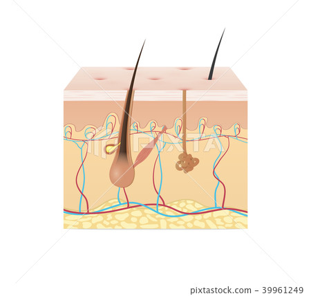 Structure of the skin illustration vector on white 39961249