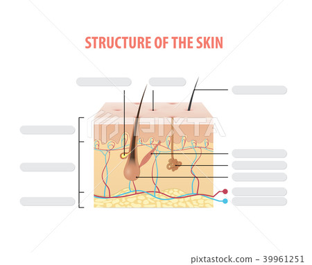 Structure of the skin info blank vector on white Structure of the skin info blank vector on white 39961251