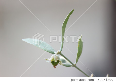 荷荷巴水果（香氣職業油） 39961299