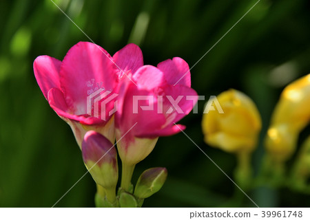 Freesia 39961748