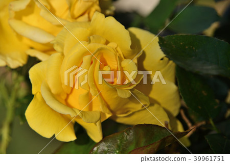 Rose (Tianjin maiden) 39961751