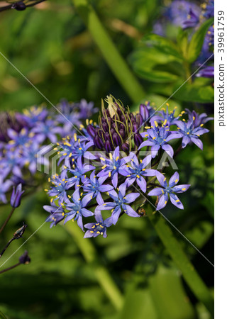 Scilla peruviana 39961759