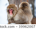 地獄谷猴（雪猴） 39962007