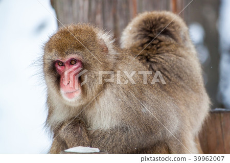 地獄谷猴(雪猴) 地獄谷猴(雪猴) 39962007