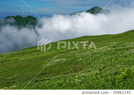Alpine plants in the vicinity of Iide mountain range, Onishi-dake and Mt. 39962145