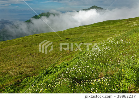Iide山脈,Onishi-dake和Mt.附近的高山植物。 Iide山脈,Onishi-dake和Mt.附近的高山植物。 39962237