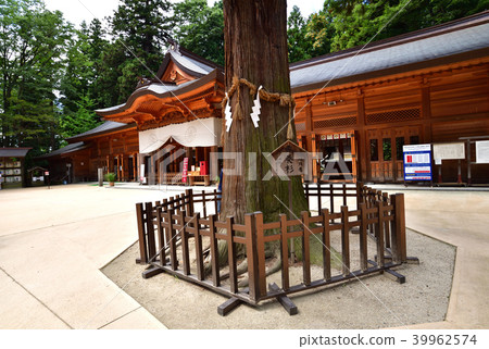 "Kyousugi" in the precincts of Hotaka Shrine 39962574