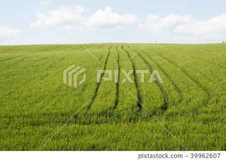 Green wheat fields 39962607