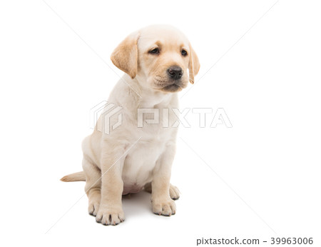 puppy labrador isolated 39963006