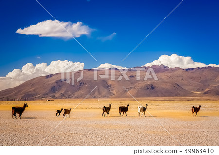 Herd of llamas on Altiplano plain 39963410