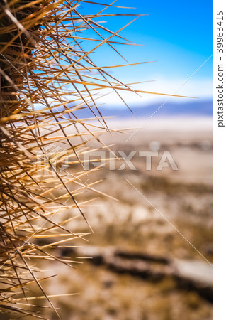 Close up of sharp cactus thorns Close up of sharp cactus thorns 39963415