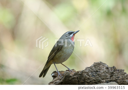 Siberian Rubythroat bird (luscinia Sibilans) 39963515