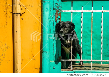 Black dog on the balcony Black dog on the balcony 39963573