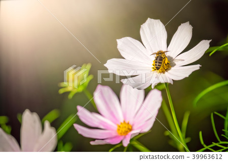 Bee collecting pollen on a white flower Bee collecting pollen on a white flower 39963612