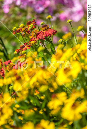 Flowers on a colorful meadow in summer Flowers on a colorful meadow in summer 39963615