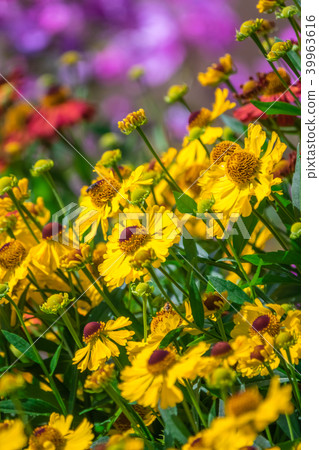 Flowers on a colorful meadow in summer Flowers on a colorful meadow in summer 39963616