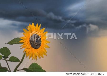 Beautiful yellow sunflower on a stormy day Beautiful yellow sunflower on a stormy day 39963617