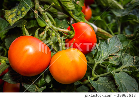 Fresh red ripe tomatoes Fresh red ripe tomatoes 39963618
