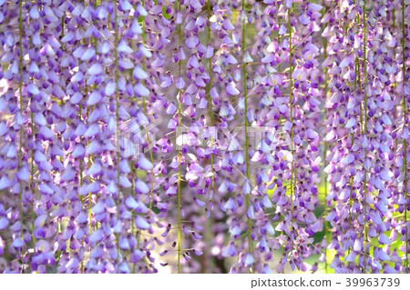 Wisteria flowers Wisteria flowers 39963739