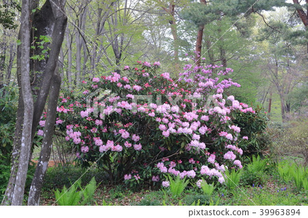 Wild Wildflowers of Akagi 39963894