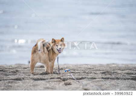 Cute Shiba Inu on sandy beach looking at camera 39963922