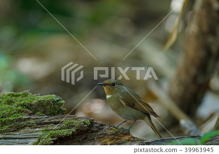 White-gorgeted Flycatcher (Ficedula monileger) White-gorgeted Flycatcher (Ficedula monileger) 39963945
