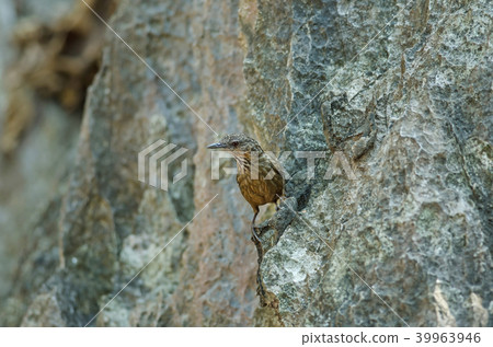 Limestone wren-babbler, Rufous Limestone-babbler 39963946