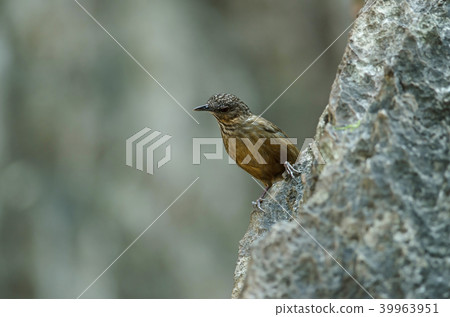 Limestone wren-babbler, Rufous Limestone-babbler 39963951