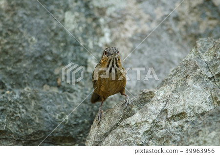 Limestone wren-babbler, Rufous Limestone-babbler 39963956