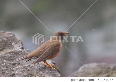 野生鳥類 野生鳥類 39964077