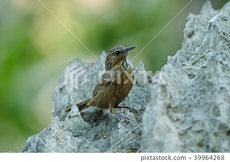 Limestone wren-babbler, Rufous Limestone-babbler 39964268