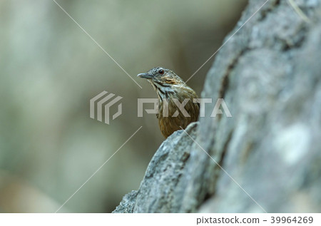 Limestone wren-babbler, Rufous Limestone-babbler 39964269