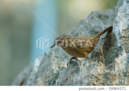 Limestone wren-babbler, Rufous Limestone-babbler 39964271