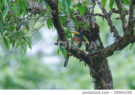 Great Barbet (Megalaima virens) bird Great Barbet (Megalaima virens) bird 39964298