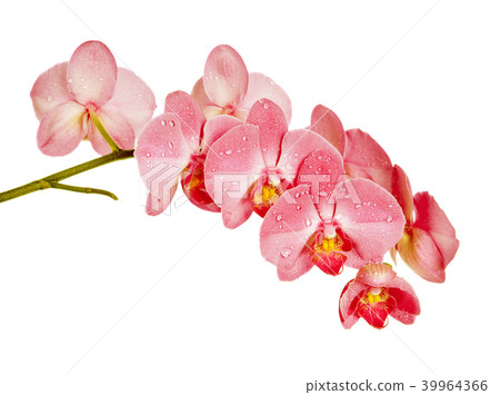 Red orchid on white background Red orchid on white background 39964366