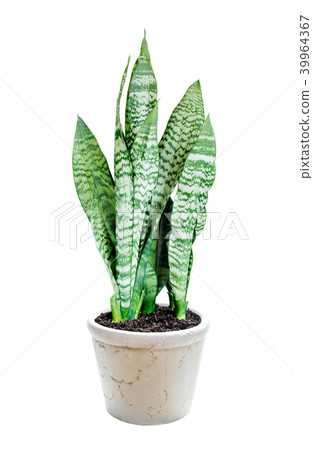 House plant Sansevieria on a white background House plant Sansevieria on a white background 39964367